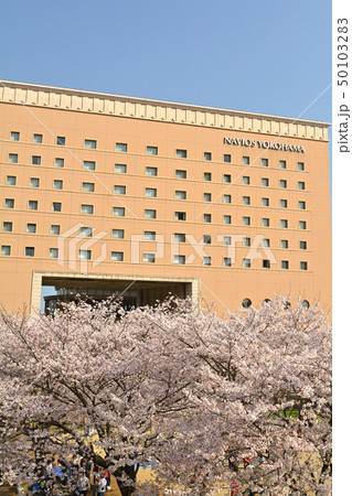 横浜の桜 50103283