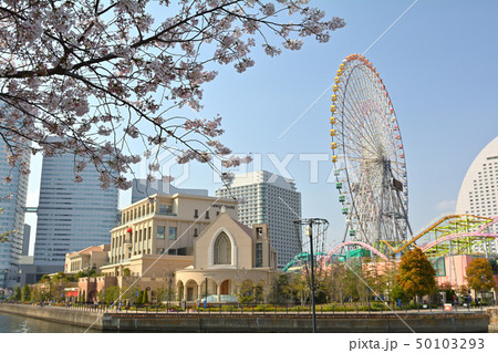 横浜の桜 横浜の桜 50103293