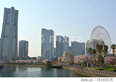 横浜の桜 横浜の桜 50103576