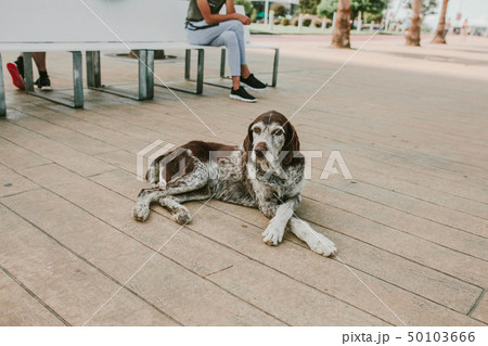 old dog lies on the street 50103666