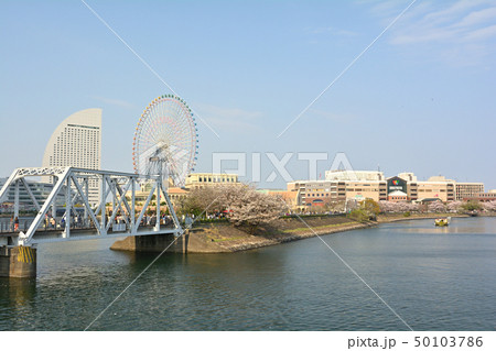 横浜の桜 50103786