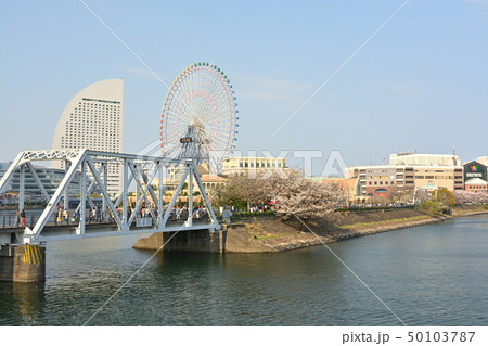横浜の桜 50103787