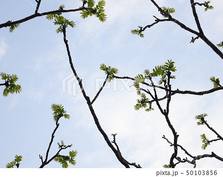 青空に映えるタラの芽_パターン1/3（無方向） 50103856