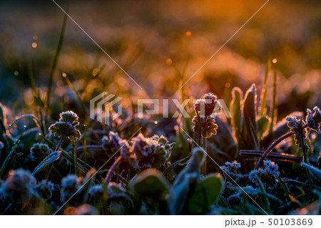 Close up plant under hoar frost in the morning in spring field Close up plant under hoar frost in the morning in spring field 50103869