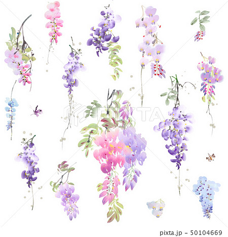 透明水彩 水彩画 花 50104669