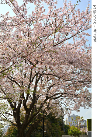 横浜・山手の桜 50104914