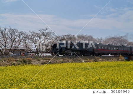 桜と菜の花 真岡鐡道 桜と菜の花 真岡鐡道 50104949
