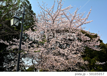横浜・山手の桜 横浜・山手の桜 50105057