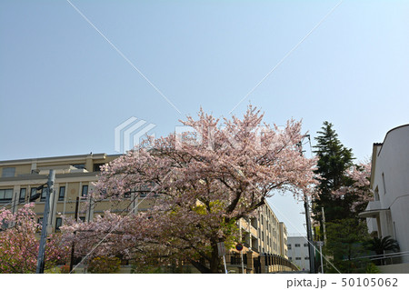 横浜・山手の桜 横浜・山手の桜 50105062
