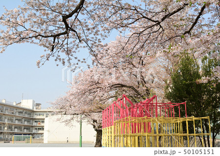 横浜・山手の桜 50105151