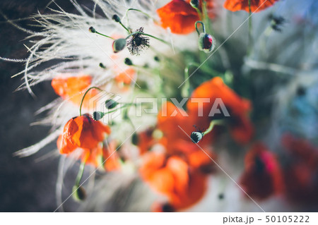 Poppies with a blurred background and space for text. 50105222