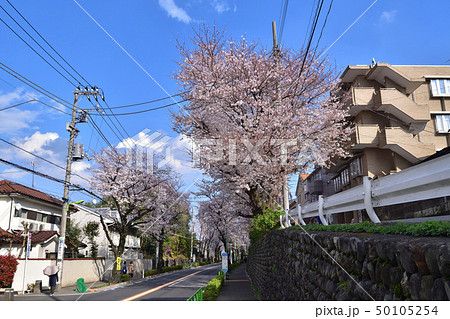 世田谷・千歳通りの桜並木と玉石垣 世田谷・千歳通りの桜並木と玉石垣 50105254