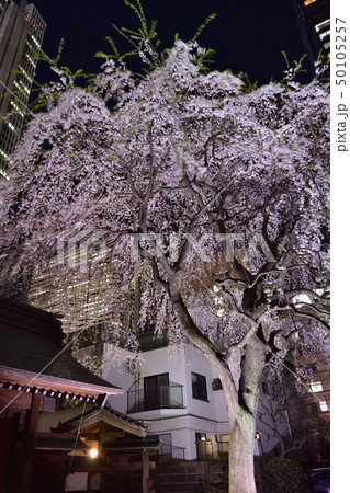 西新宿・常圓寺の夜桜 西新宿・常圓寺の夜桜 50105257