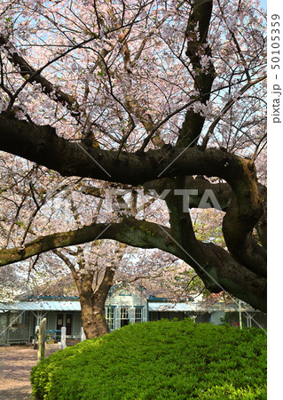 横浜・山手公園 50105359