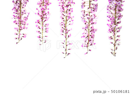Violet wisteria flowers on white background. 50106181
