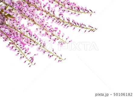 Violet wisteria flowers on white background. 50106182