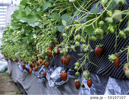 いちご狩り　イチゴ栽培　ビニールハウス　 50107107