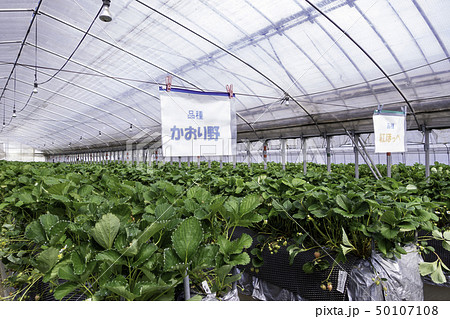 いちご狩り　イチゴ栽培　ビニールハウス　 50107108