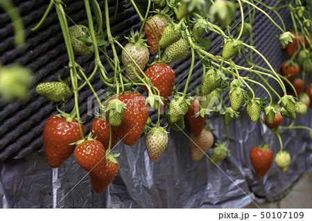 いちご狩り イチゴ栽培 ビニールハウス いちご狩り イチゴ栽培 ビニールハウス 50107109