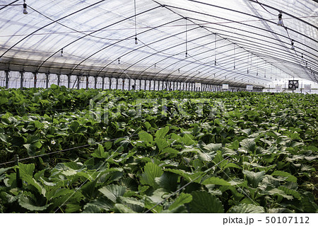 いちご狩り イチゴ栽培 ビニールハウス いちご狩り イチゴ栽培 ビニールハウス 50107112