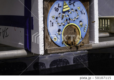 いちご狩り イチゴ栽培 ビニールハウス いちご狩り イチゴ栽培 ビニールハウス 50107115