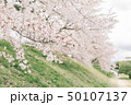 桜 さくら サクラ 50107137