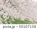 桜 さくら サクラ 50107138
