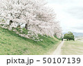 桜 さくら サクラ 50107139