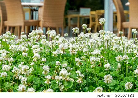 シロツメクサ 50107231