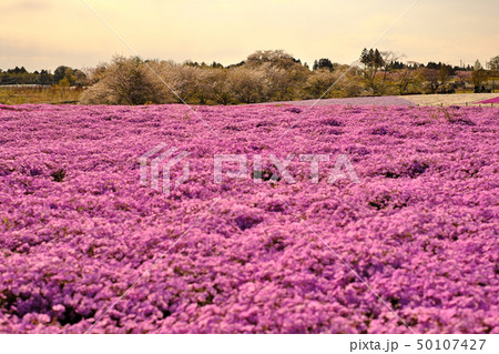 富田さとにわ耕園 芝桜 千葉 春 お散歩 お花 50107427