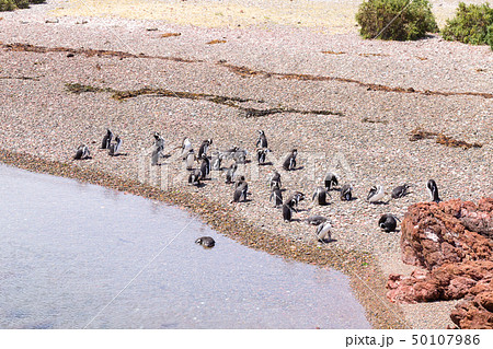 Magellanic penguins. Punta Tombo penguin colony, Magellanic penguins. Punta Tombo penguin colony, 50107986
