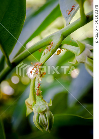Red ant with green flower on plant 50108378