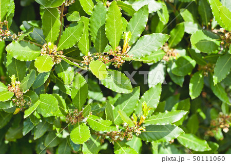 Leaves of laurel tree background. 50111060