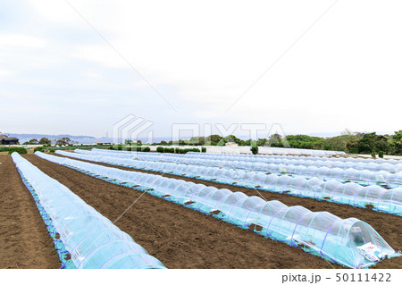 畑（春） 50111422