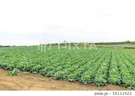 畑（春） 50111423