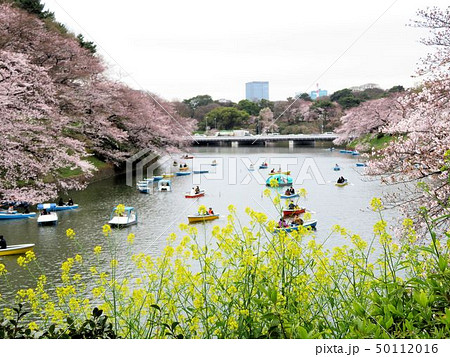 サクラ＆ナノハナ／千鳥ヶ淵 50112016