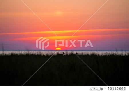 deer on sunset background deer on sunset background 50112066