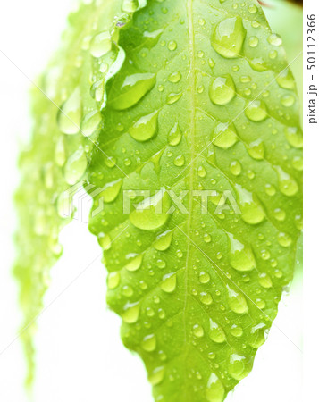 新緑のブナの葉 新緑のブナの葉 50112366