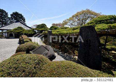 春の善峯寺 遊龍の松 春の善峯寺 遊龍の松 50112481