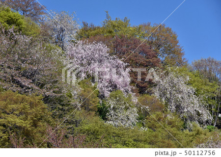 春の善峯寺 境内の桜 春の善峯寺 境内の桜 50112756