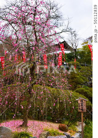 岡寺　龍髭之梅 50112839