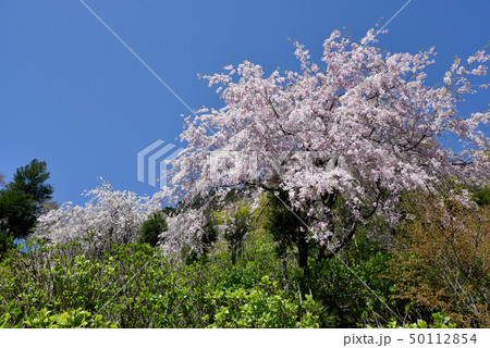春の善峯寺 境内の桜 春の善峯寺 境内の桜 50112854