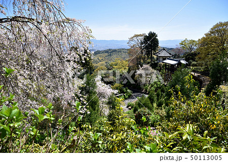 春の善峯寺　白山桜あじさい苑 50113005