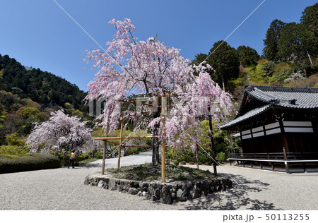 春の善峯寺 釈迦堂のしだれ桜 春の善峯寺 釈迦堂のしだれ桜 50113255