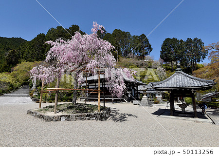 春の善峯寺 釈迦堂のしだれ桜の写真素材