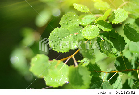 leaf background in garden natural green plants  50113582
