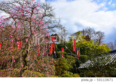 岡寺 龍髭之梅 岡寺 龍髭之梅 50113671
