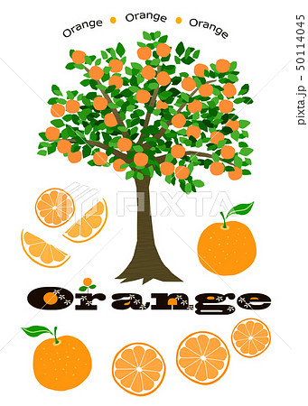 オレンジ みかんの木のイラスト素材 50114045 Pixta