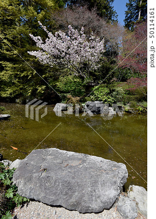 春の善峯寺　 50114161