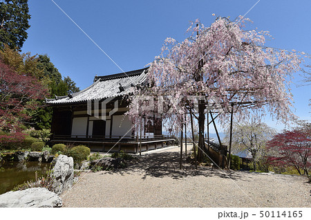 春の善峯寺　薬師堂の桜 50114165